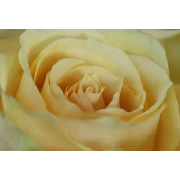 Yellow Rose